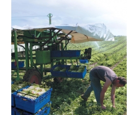 Maxinest Container Crate - Gathering Crops