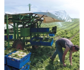 Maxinest Container Crate - Gathering Crops